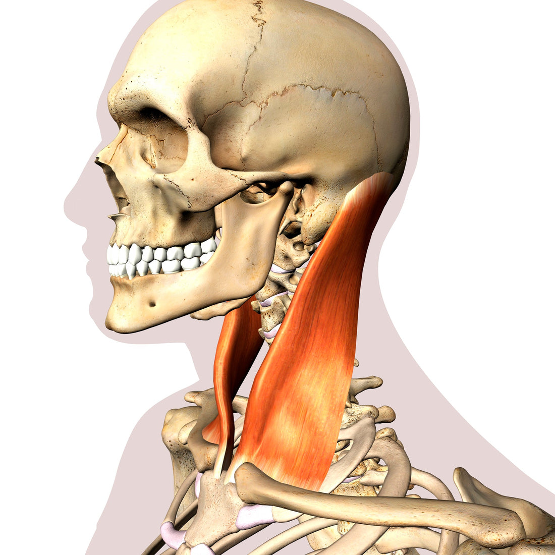 Treating the Sternocleidomastoid Muscle (SCM) - Niel Asher Education