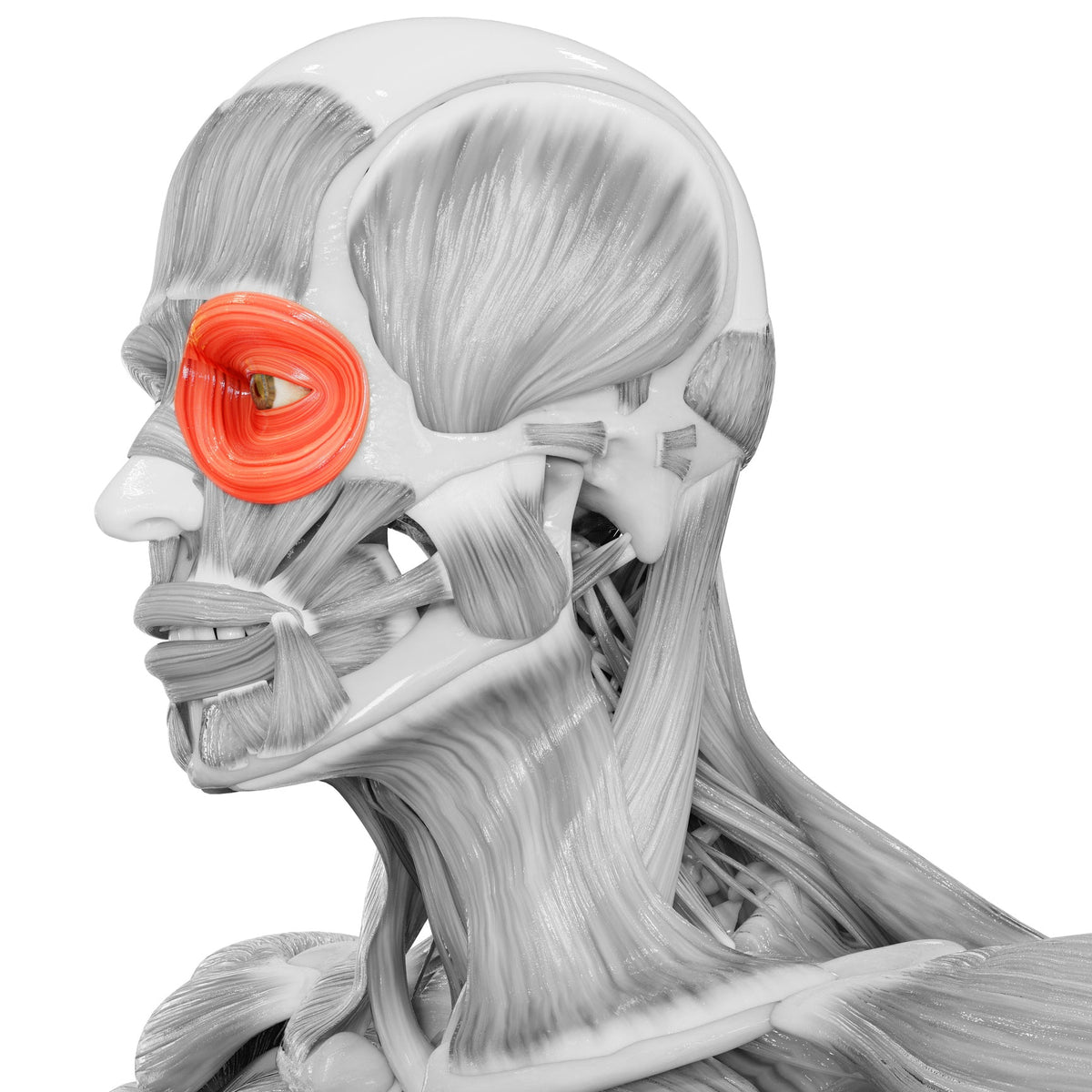 Orbicularis Oculi Muscle - Niel Asher Education