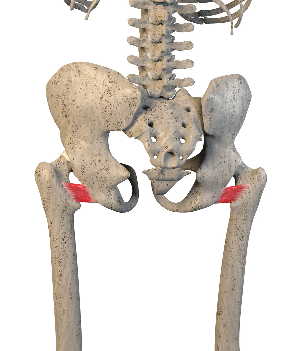 Treating the Quadratus Femoris - Trigger Point Therapy - Niel Asher Education