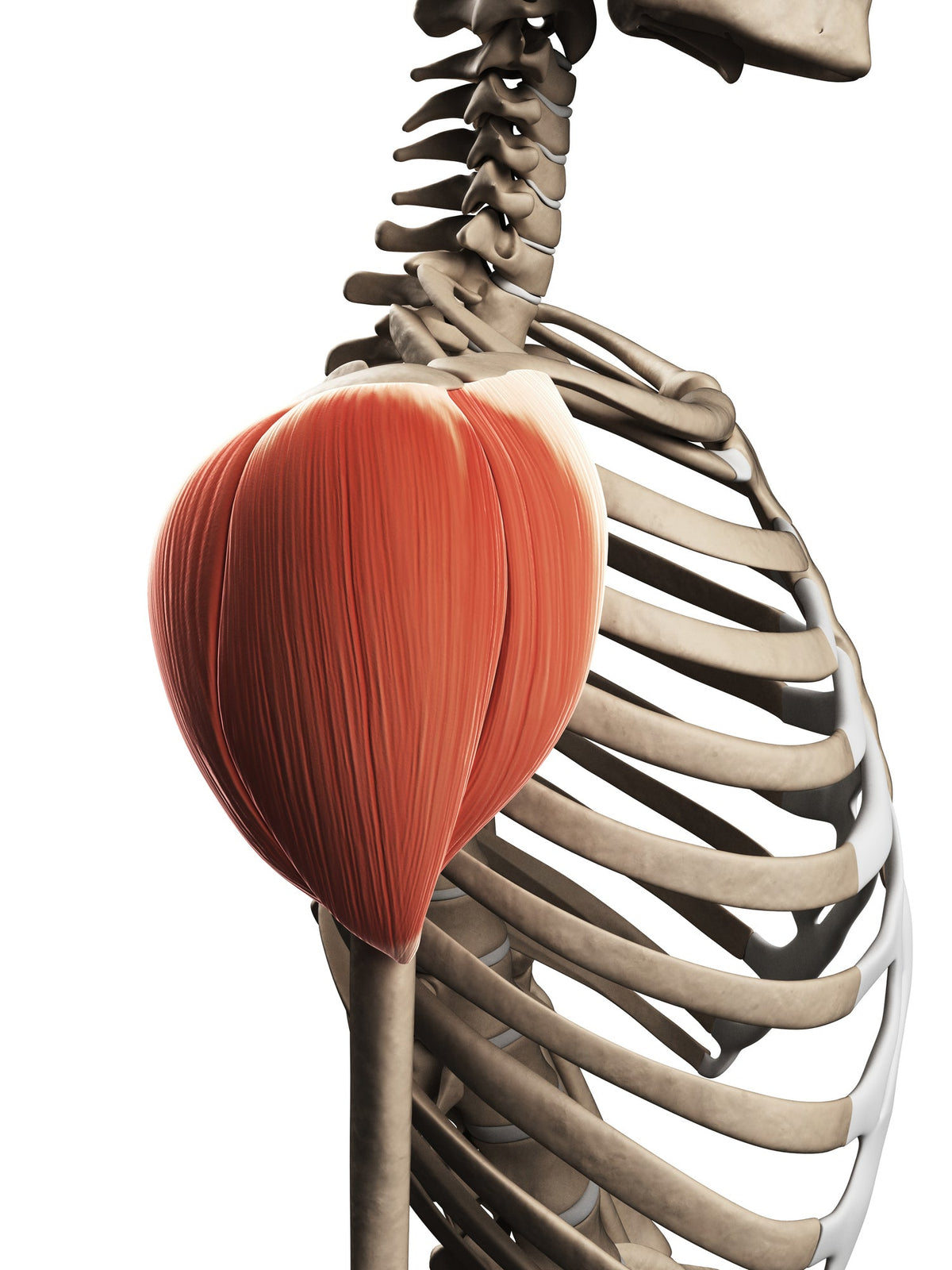 Trigger Point Release - Dry Needling the Deltoid Muscle - Niel Asher Education