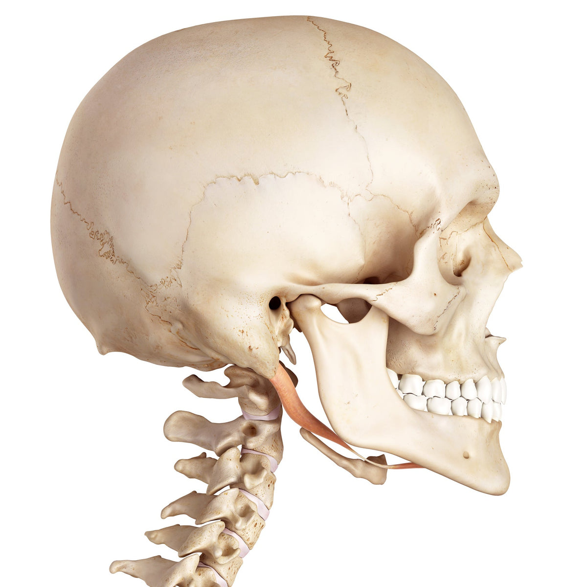 Digastricus Muscle - Trigger Points - Niel Asher Education