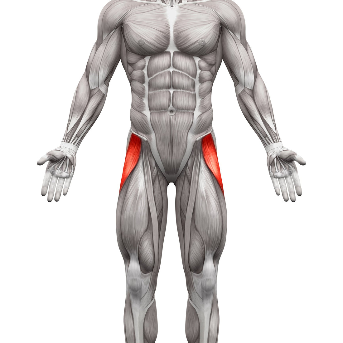 Treating the Iliotibial Band (ITB) | Tensor Fasciae Latae (TFL) | Hip Restrictions - Niel Asher Education