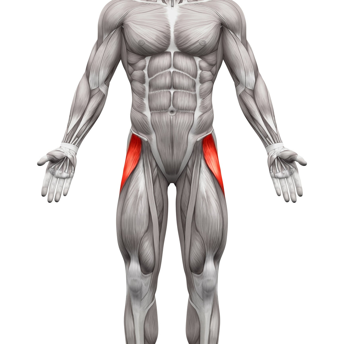 Treating the Iliotibial Band (ITB) | Tensor Fasciae Latae (TFL) | Hip Restrictions - Niel Asher Education