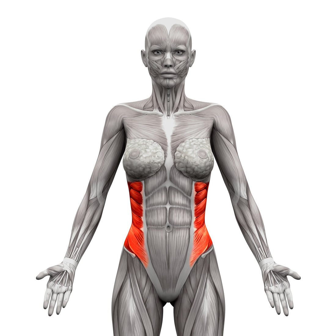 External Oblique Muscles - Trigger Point Therapy - Niel Asher Education