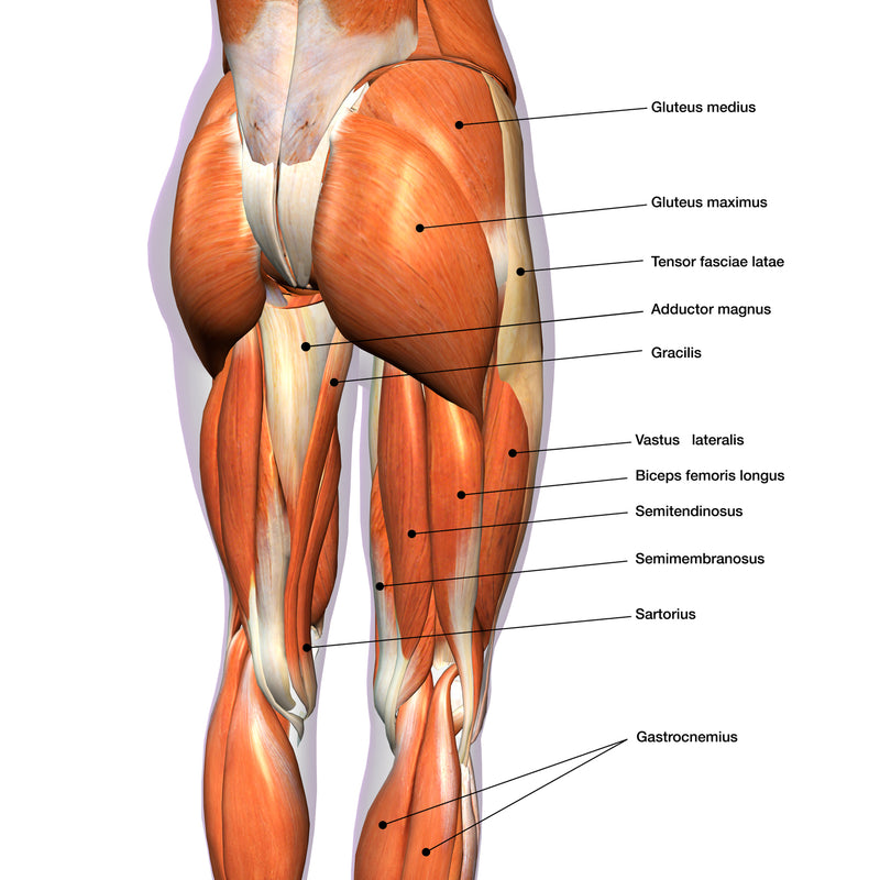 Trigger Point Therapy - Treating Gluteus Maximus, Back, Gluteus Muscles,  Hip and more
