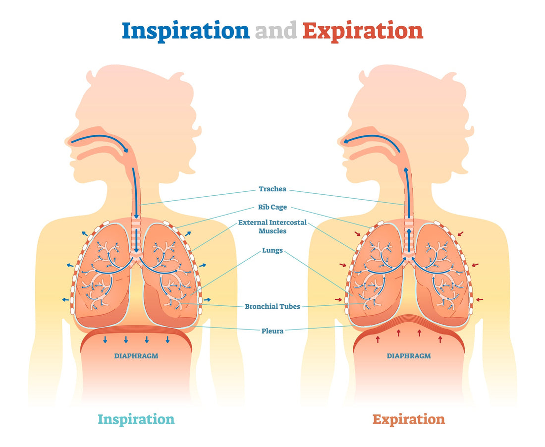 The Diaphragm and Breathing - Trigger Point Therapy - Niel Asher Education