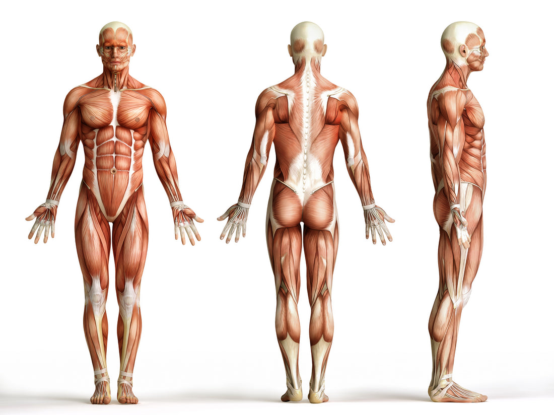 Anatomy of the Body