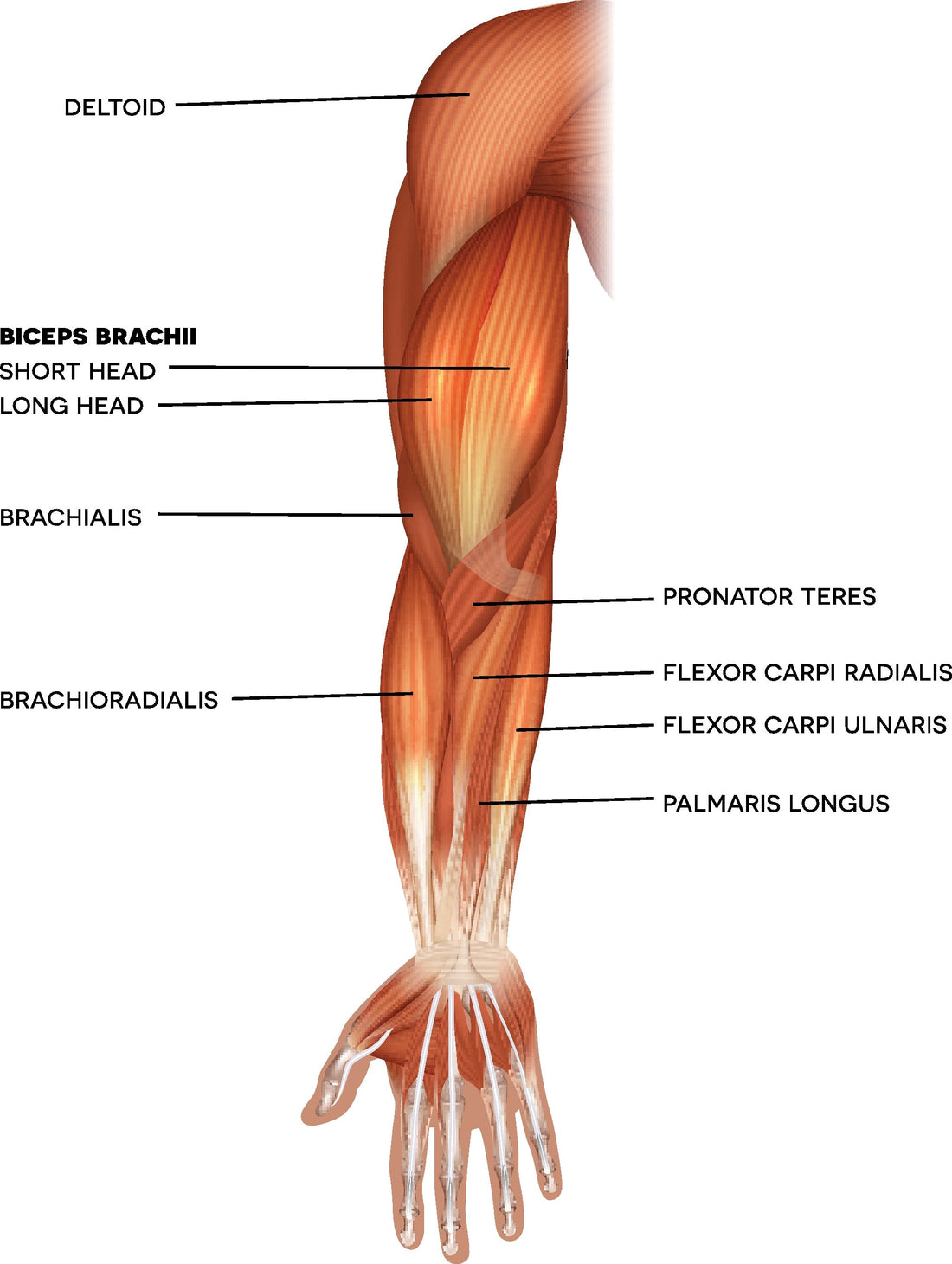 Cupping the Pronator Teres - Niel Asher Education