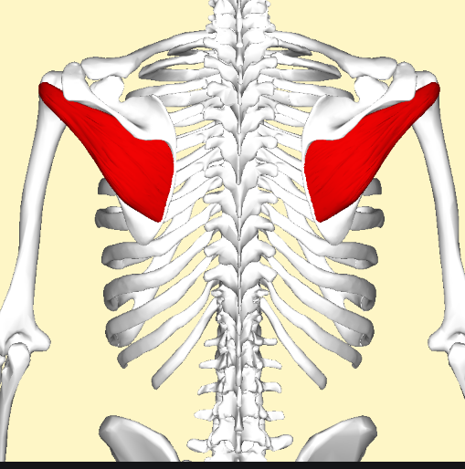 Taping Trigger Points - Infraspinatus | Infraspinatus, Shoulder, Taping ...