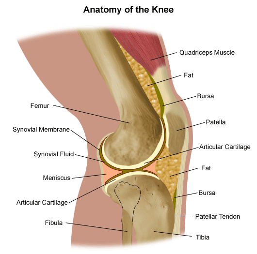 Runner's Knee | Trigger Points | Quadriceps - Niel Asher Education