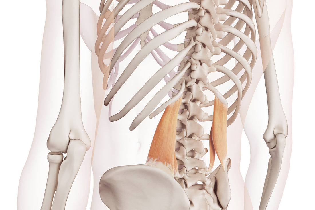 Trigger Point Therapy - Treating Quadratus Lumborum - Niel Asher Education