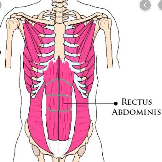 Treating Rectus Abdominis Trigger Points Abdomen And More Niel Asher Education Blogs And