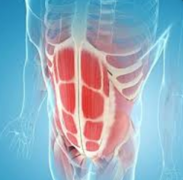 Trigger Point Therapy - Rectus Abdomini - Niel Asher Education