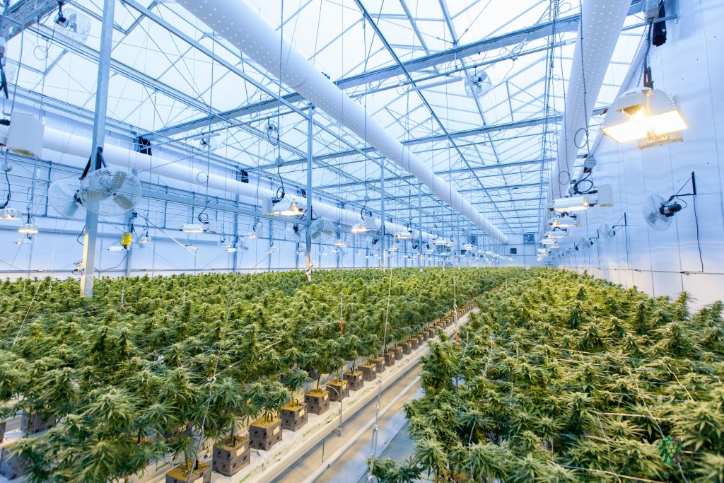 Cannabis Education