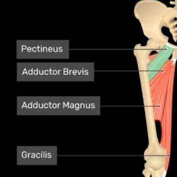 Trigger Point Therapy - Treating Pectineus