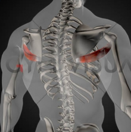 Trigger Point Therapy - Treating Teres Major - Niel Asher Education