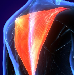 trapezius-trigger-point-interactions