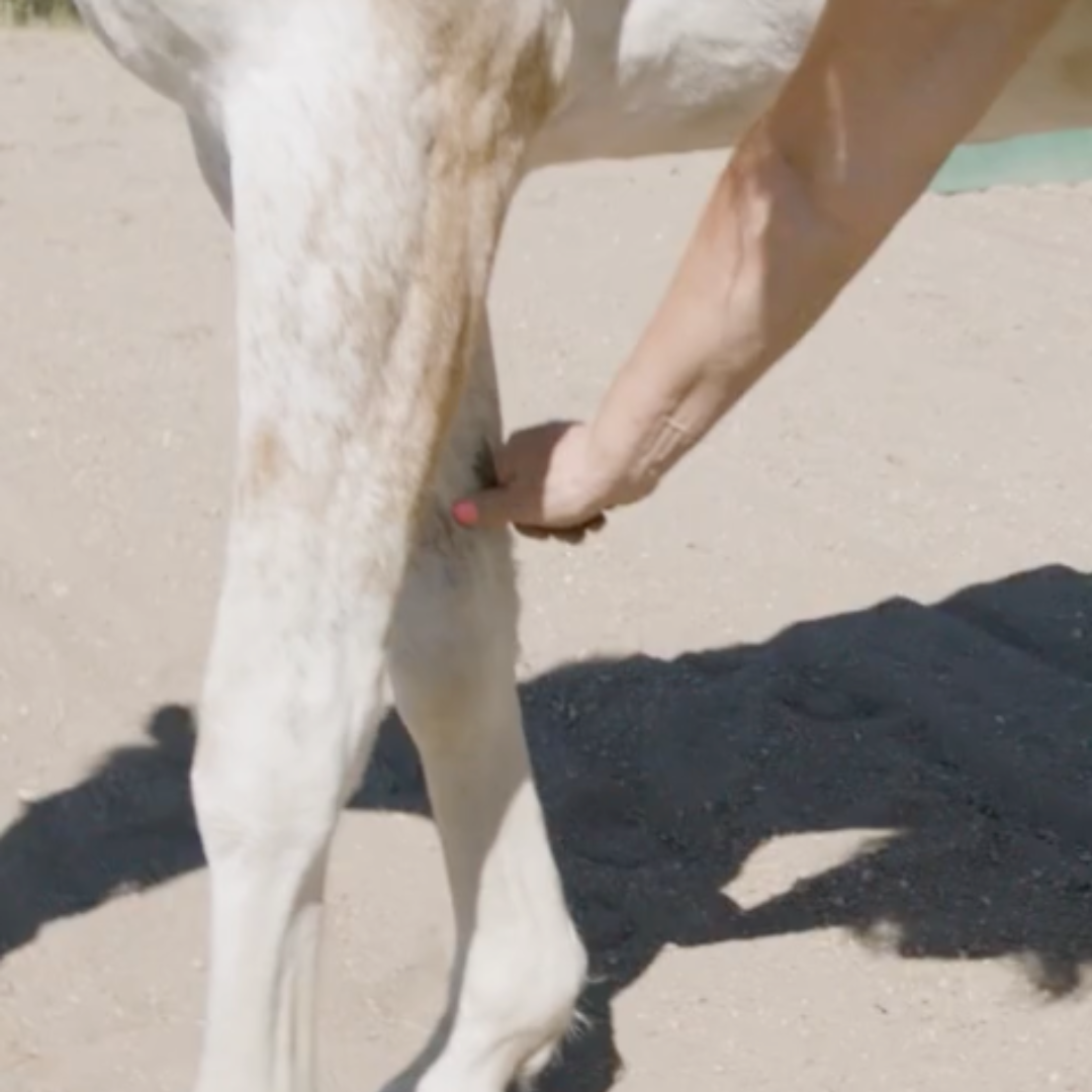 Fundamentals of Equine Acupressure - Level 1