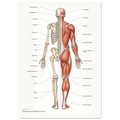 A labelled posterior anatomy study bringing the skeletal and muscular systems together in one striking composition.
