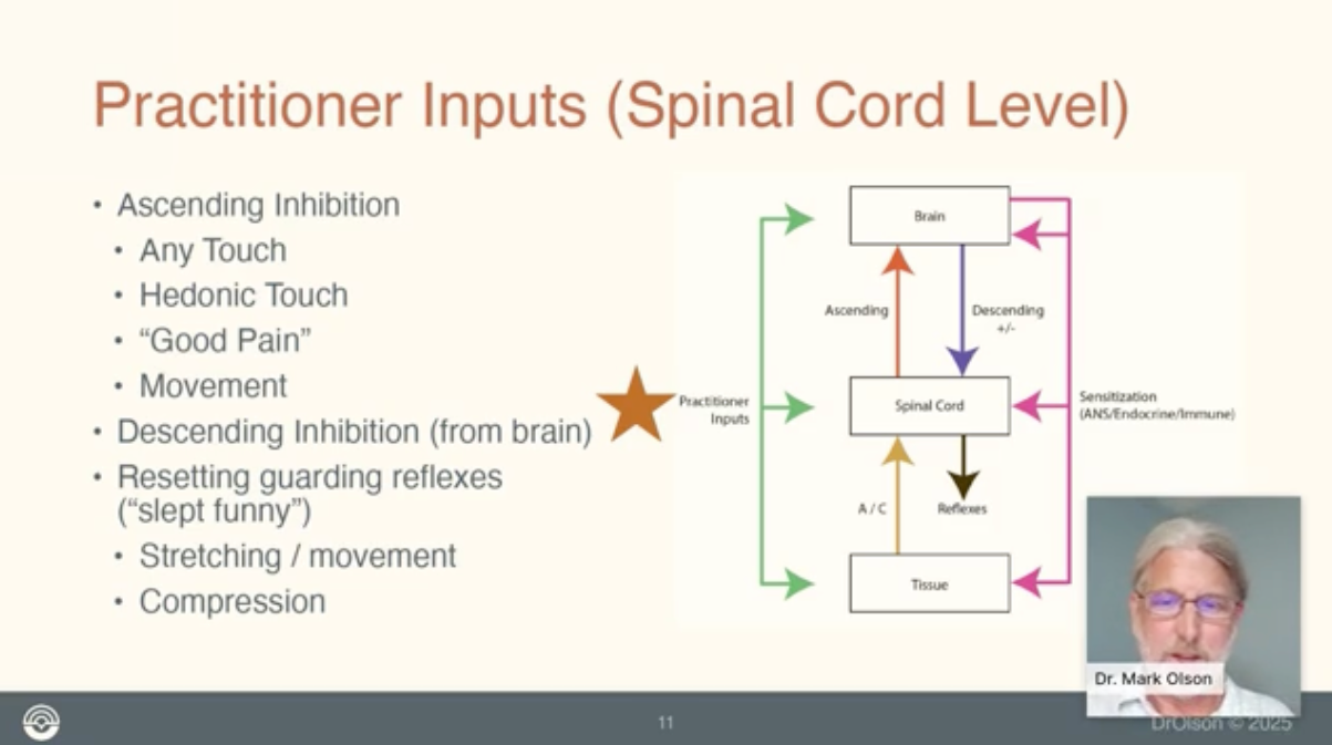 Beyond Muscles: Pain, Posture, and Bodywork through the Lens of Neuroscience