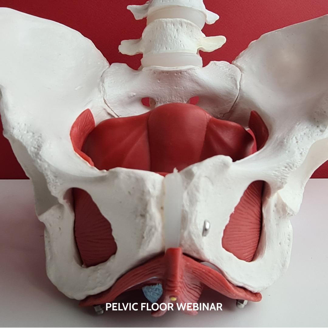 The Pelvic Floor and Its Connection to the Jaw