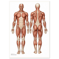 Posterior Musculoskeletal Anatomy