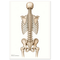 Posterior Axial Skeleton