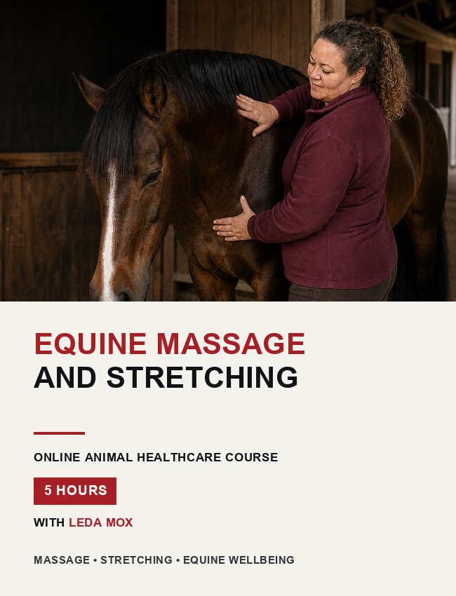 Equine Massage - Horse Massage and Stretching (5 hrs)