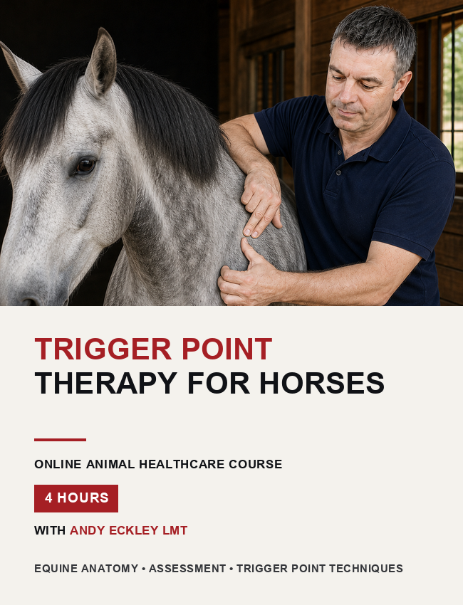Image of a massage therapist performing Trigger Point Therapy for Horses