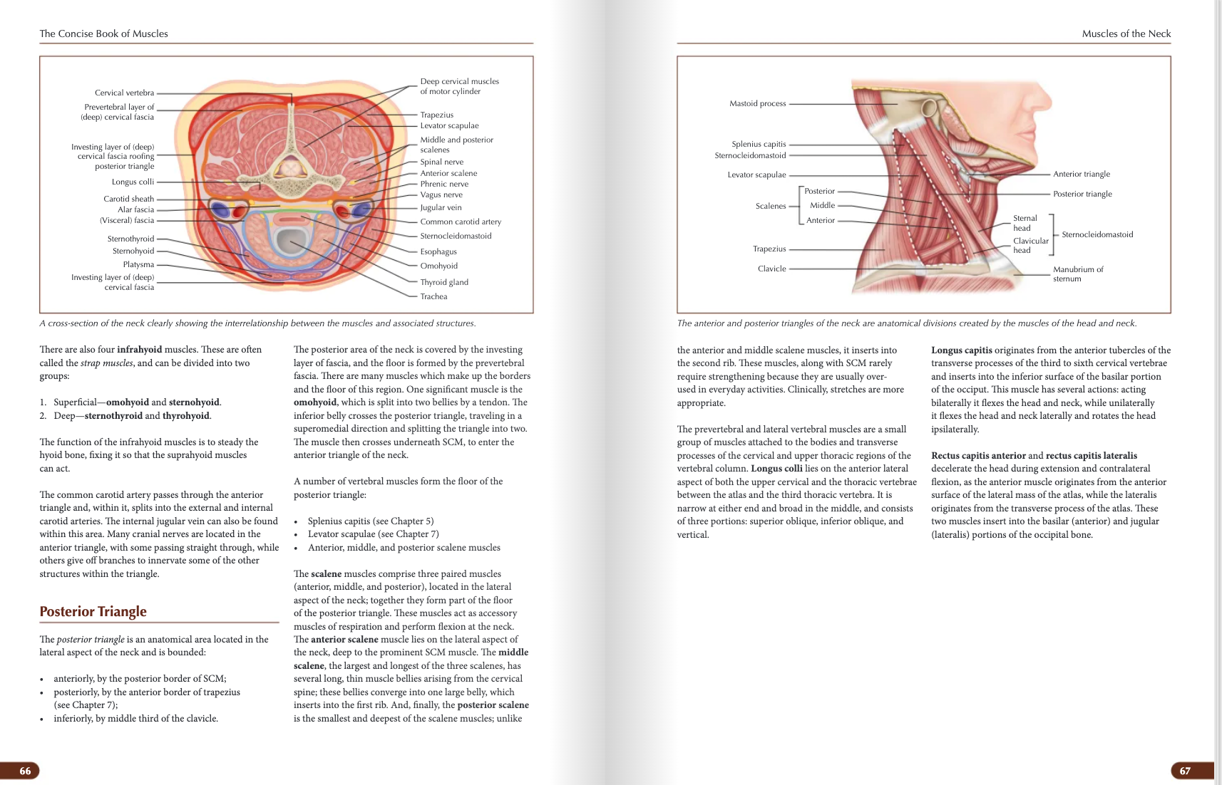 The Concise Book of Muscles