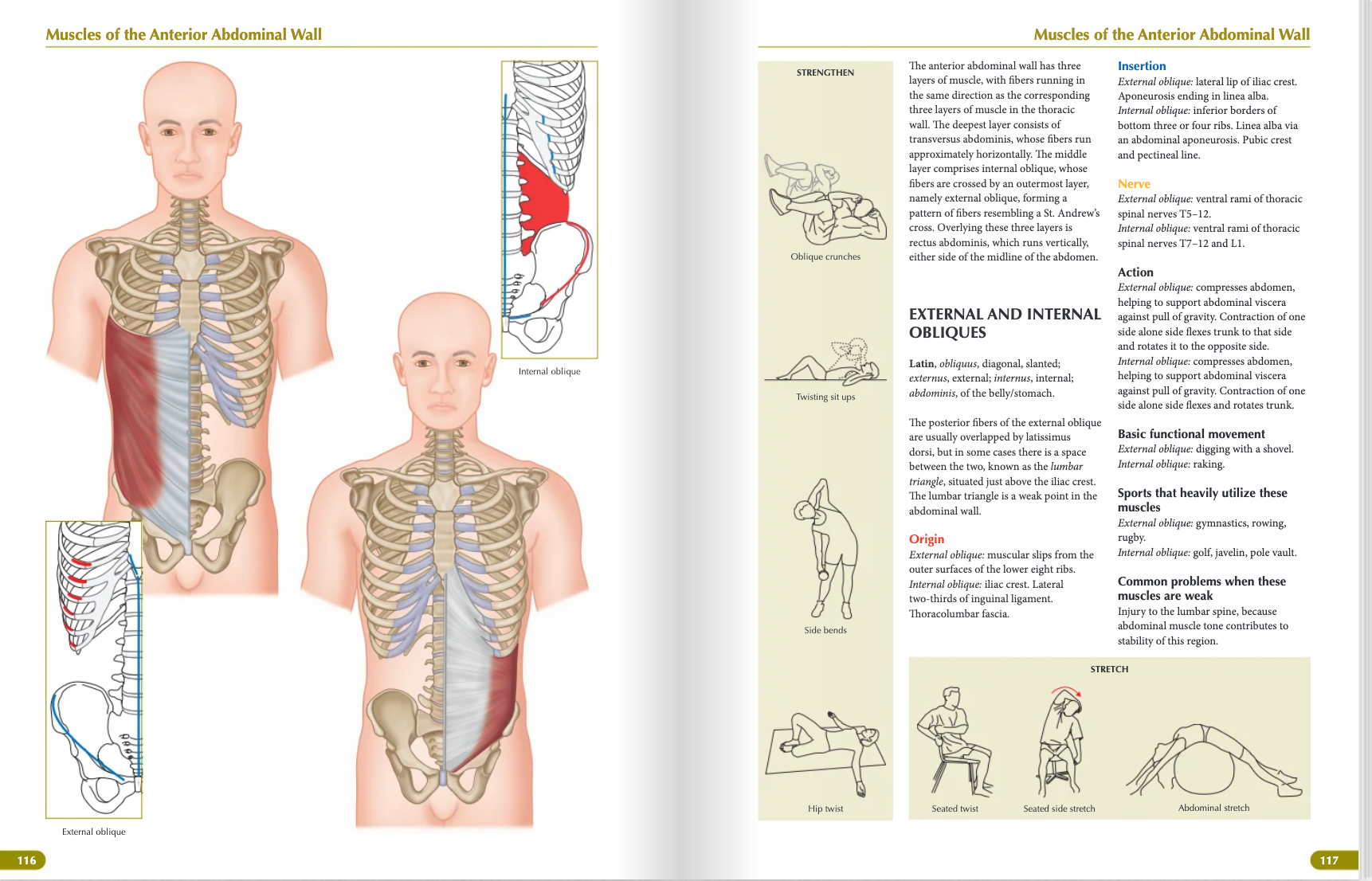The Concise Book of Muscles