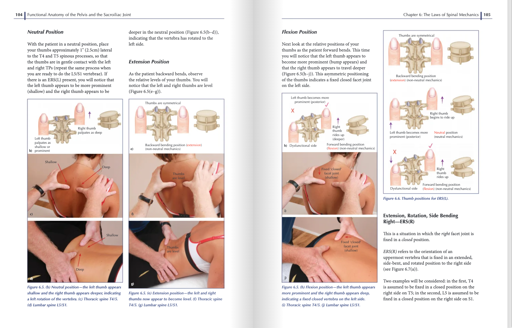 Functional Anatomy of the Pelvis and the Sacroiliac Joint