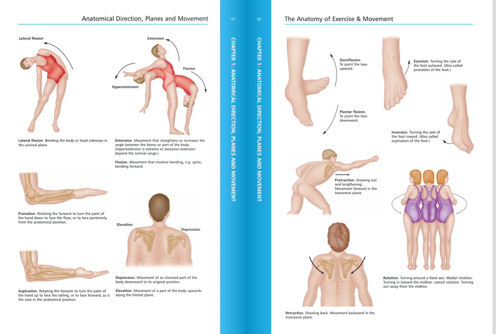The Anatomy of Exercise and Movement